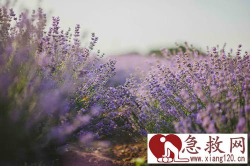 了解呗动物咬伤以后应该如何急救