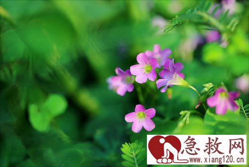 食物中毒如何自救
