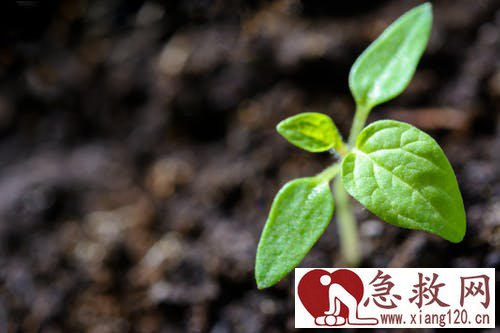 蚊子药，杀虫剂中毒怎么办？